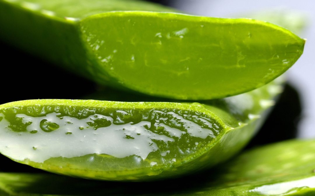 Utiliser des produits à base d’aloe vera pour l’un des nombreux bienfaits de la plante