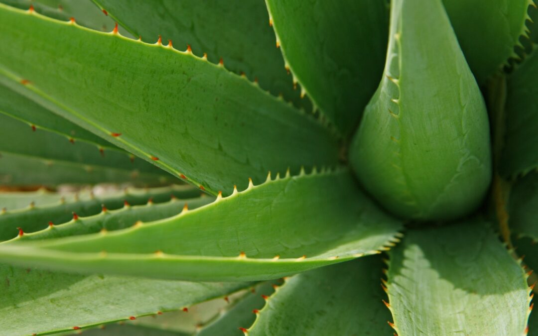 aloe vera